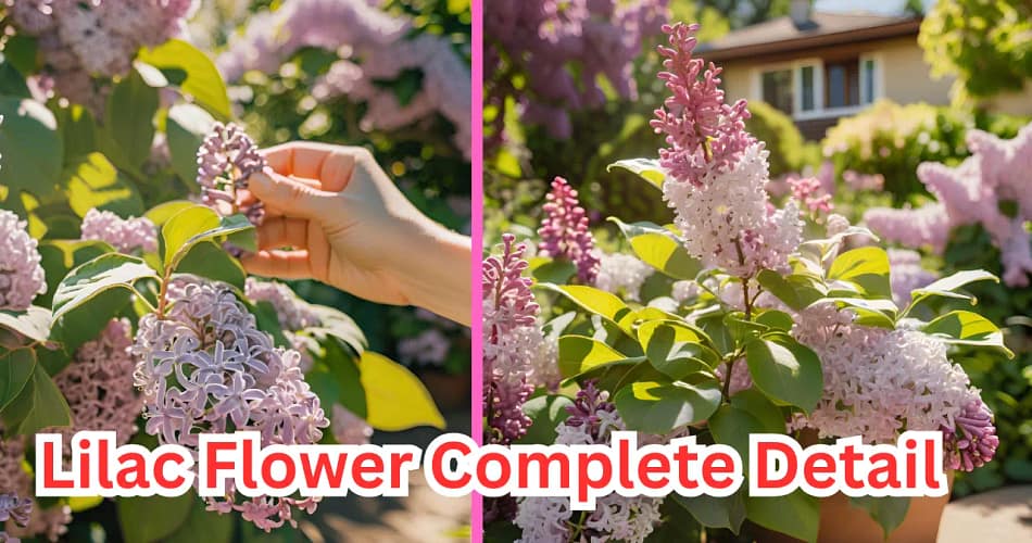 Lilac Flower