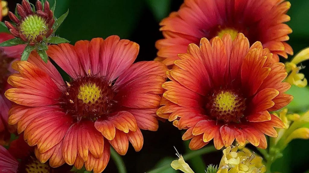Blanket Flower