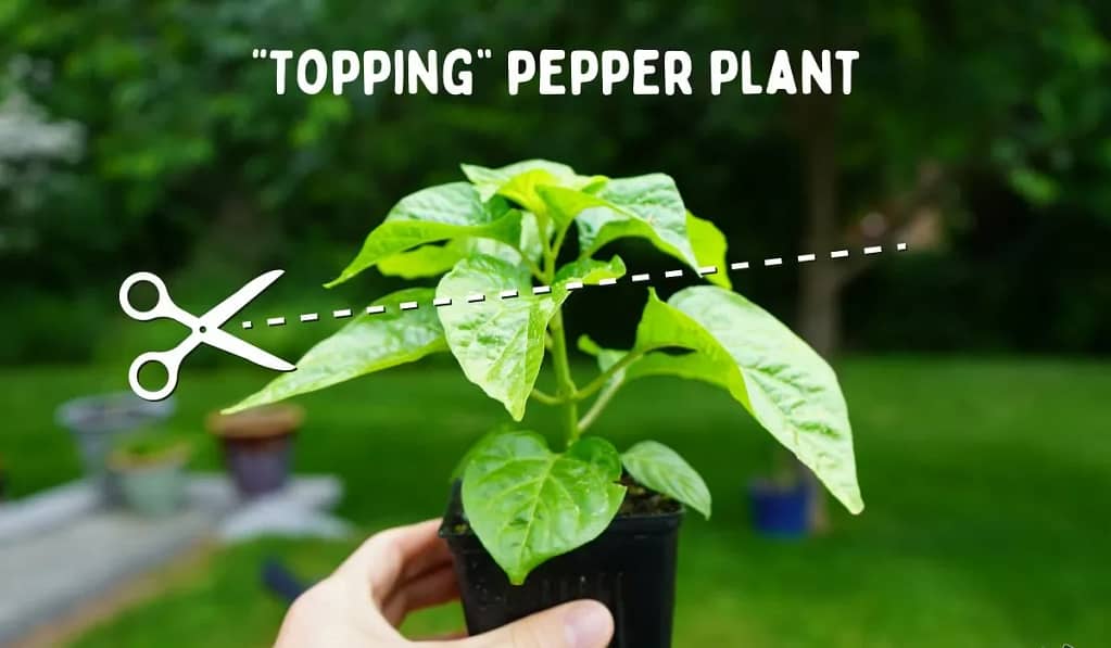 Pruning and Supporting Plants