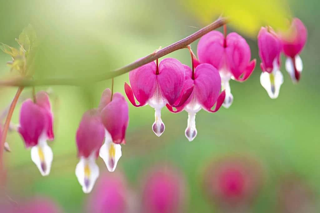 Bleeding Heart