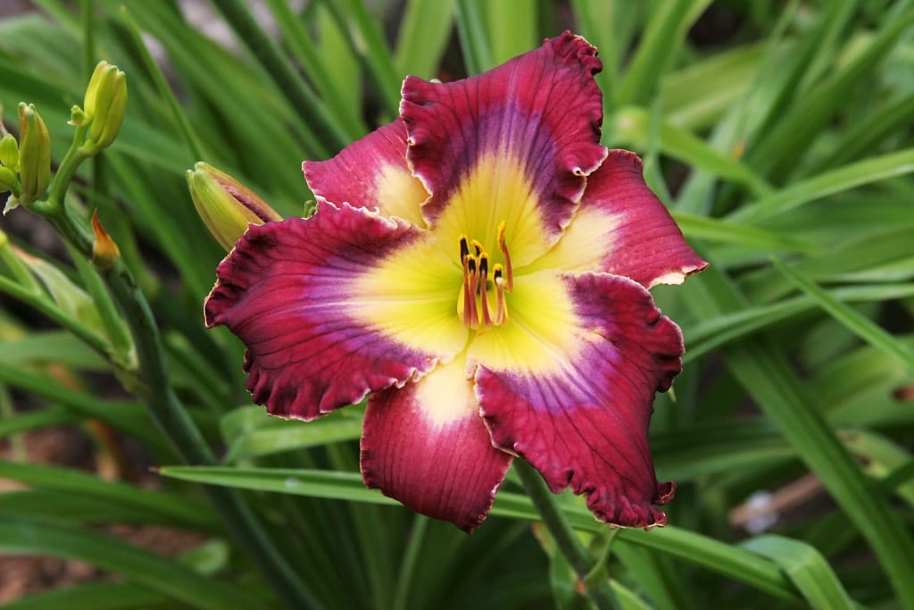 Daylily