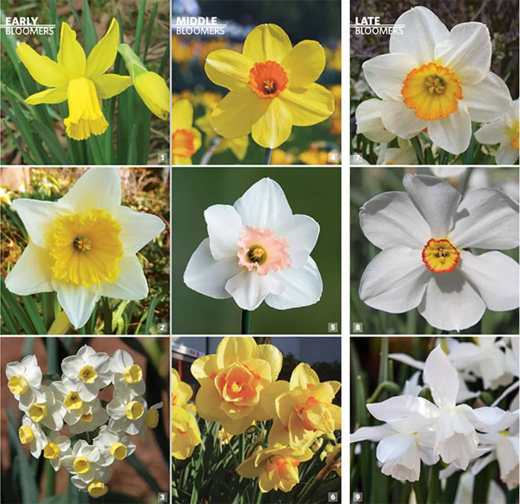 daffodil bulbs