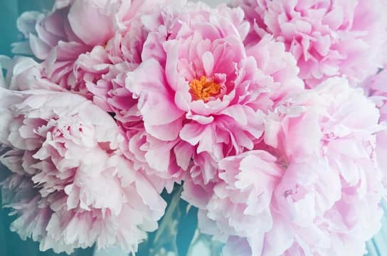 Peonies