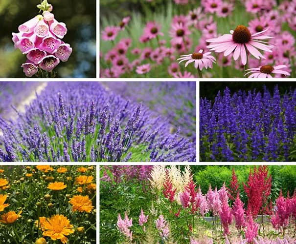 Perennial flowers