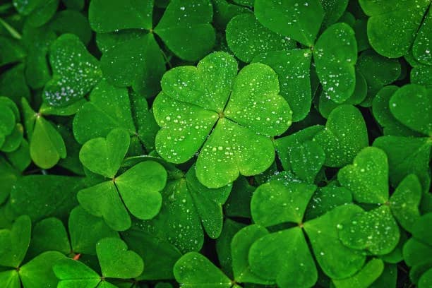 four-leaf clover