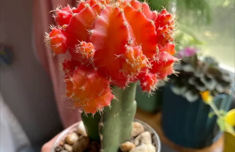 Moon Cactus