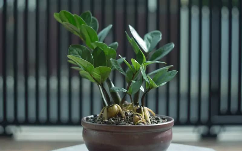 Rectangle shape plants