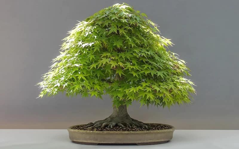 maple tree indoors