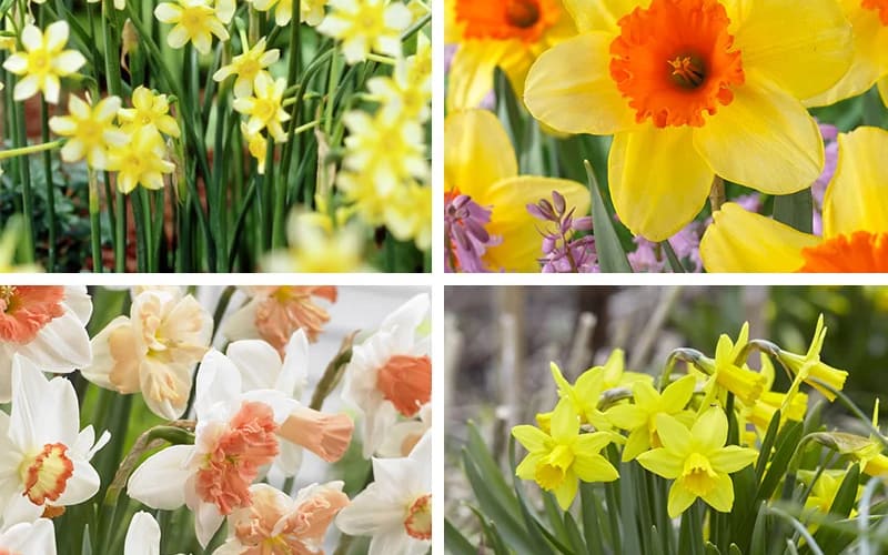 daffodil bulbs