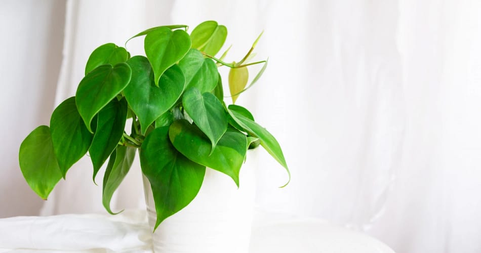 Philodendron plant