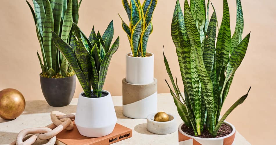 Snake plant (Dracaena trifasciata)