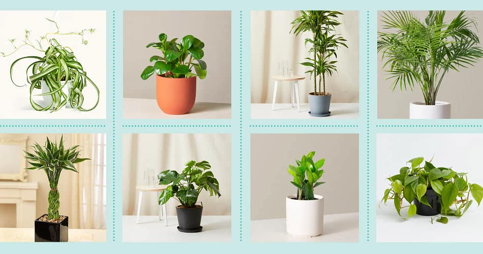 Common Indoor Plants
