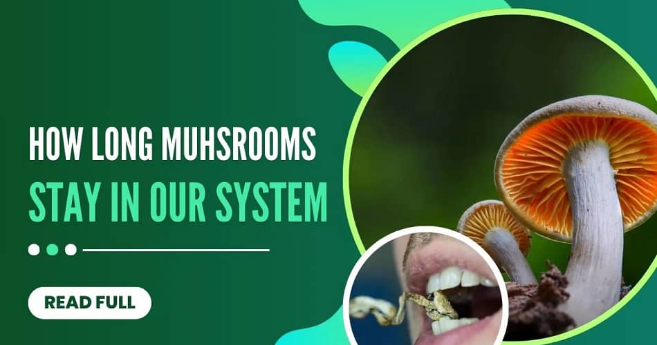 How Long Do Mushrooms Stay in Your System?