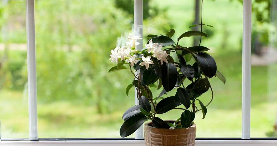 Indoor Jasmine Plant