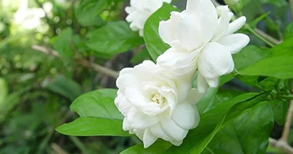 Jasminum Sambac