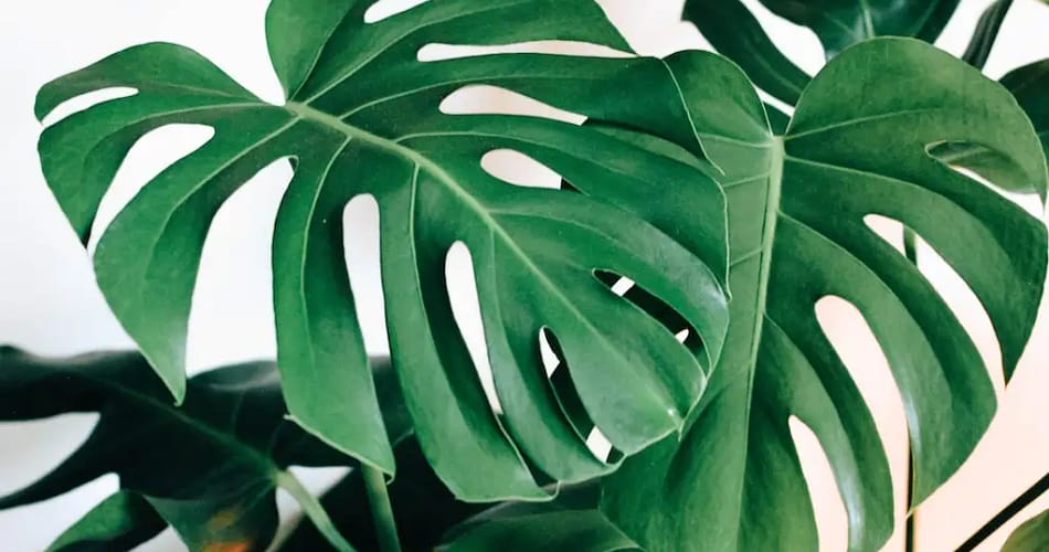 Monstera plant