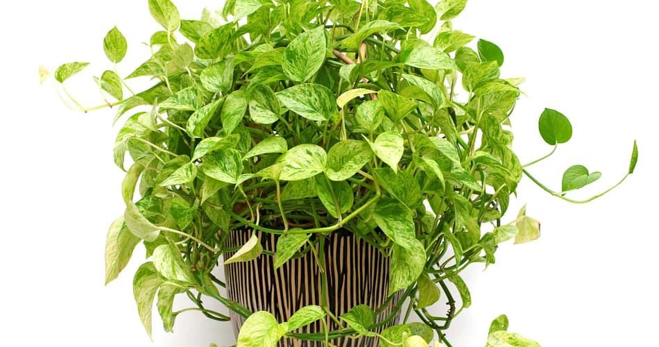 pothos