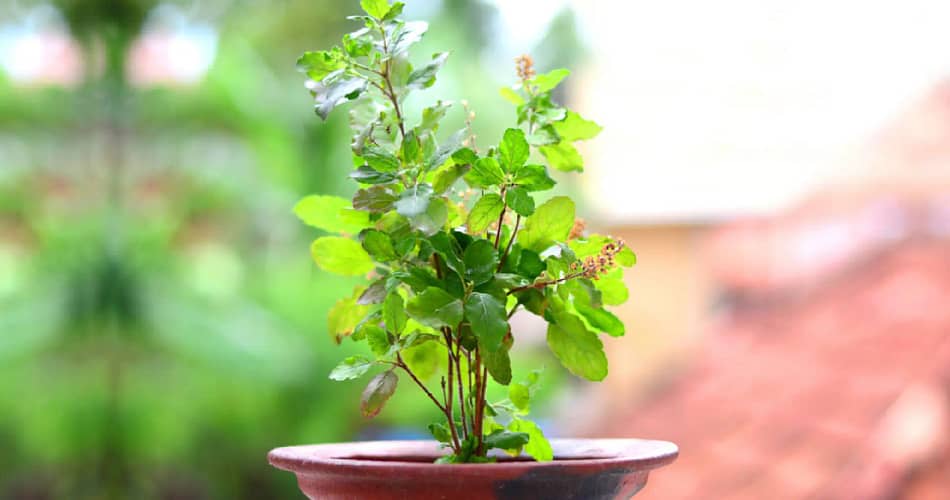 Holy Basil (Tulsi)