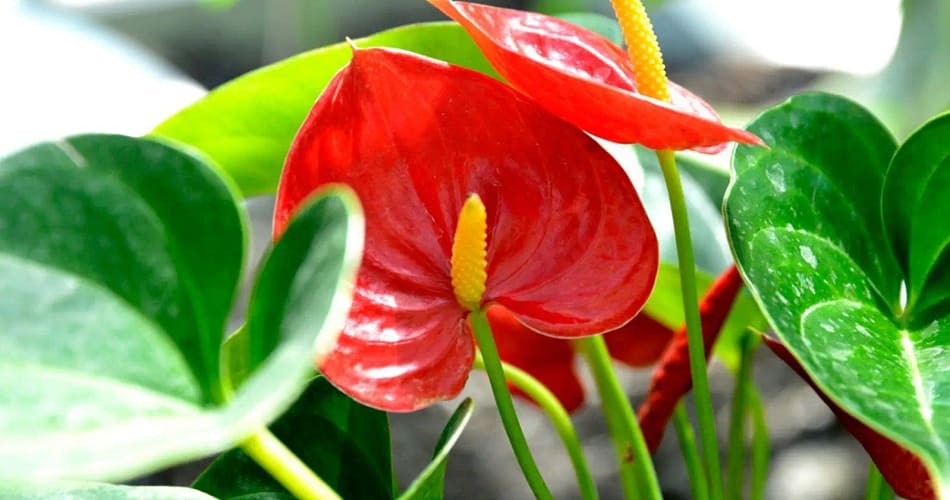 anthurium
