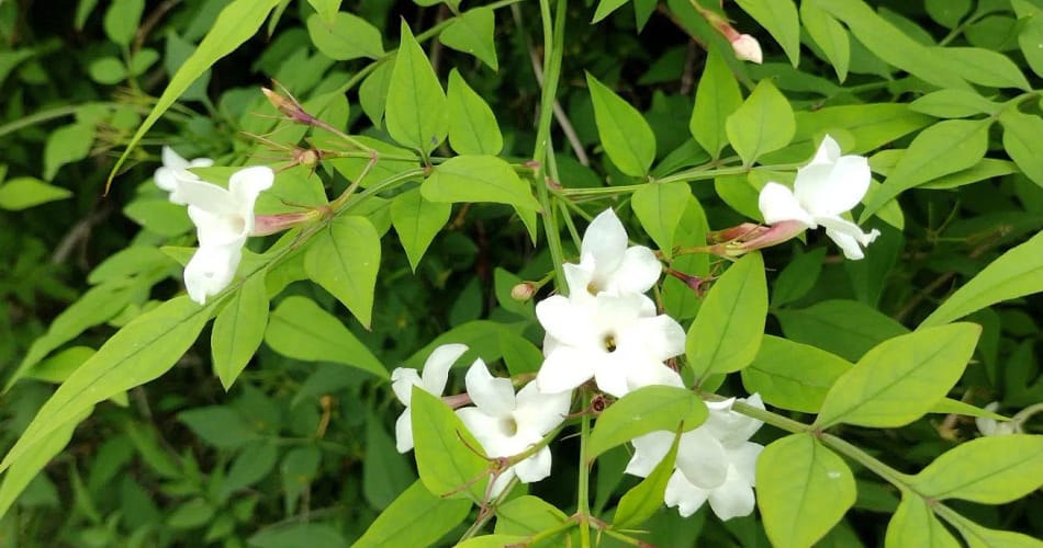 jasminum officinale plant