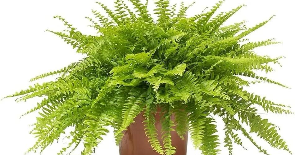 boston fern