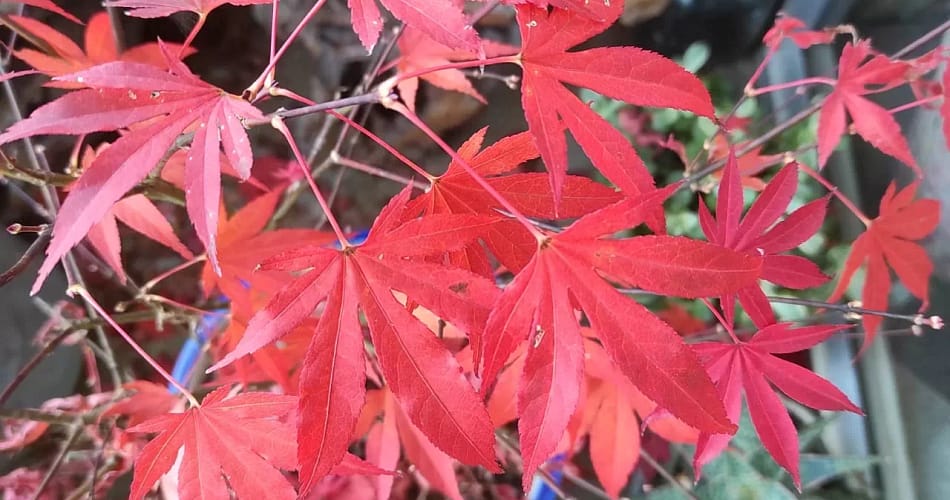 Japanese Maple