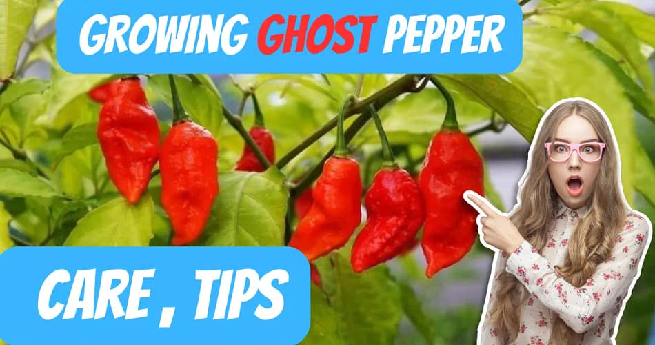 ghost pepper, Bih Jolokia, Chocolate Ghost Pepper, Bhut Jolokia