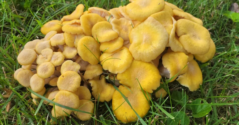 Yellow mushrooms