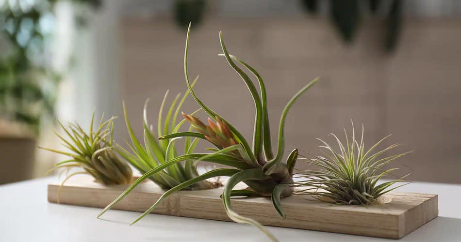 Tillandsia Plant