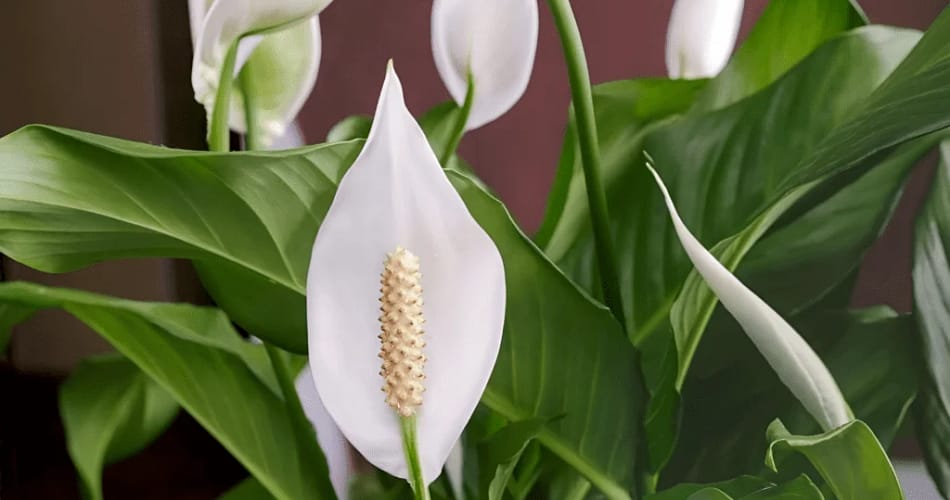 Peace Lily