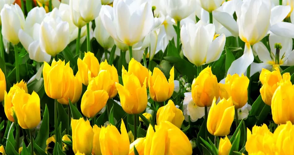 A vibrant spring garden filled with blooming Tulipa Saxatilis, Tulip Foliage, and a Chinese Tulip Tree in the background.