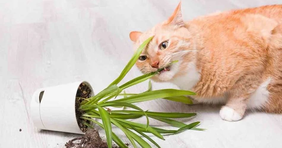 are spider plants toxic to cats