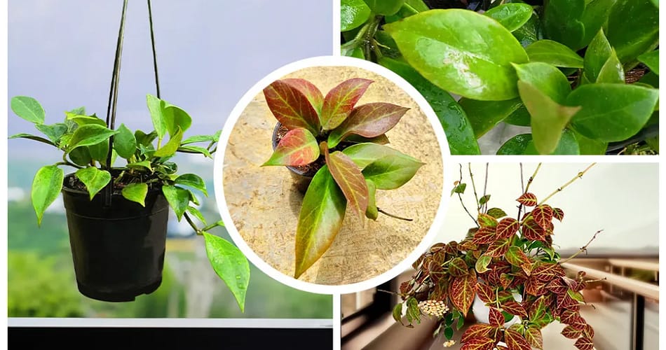 Hoya plants
