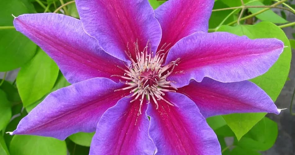 Clematis