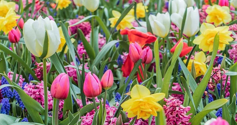 A vibrant garden filled with blooming tulips, including Tulipa sylvestris and a Tulipifera tree.
