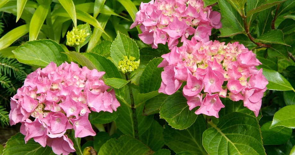Hydrangea Macrophylla