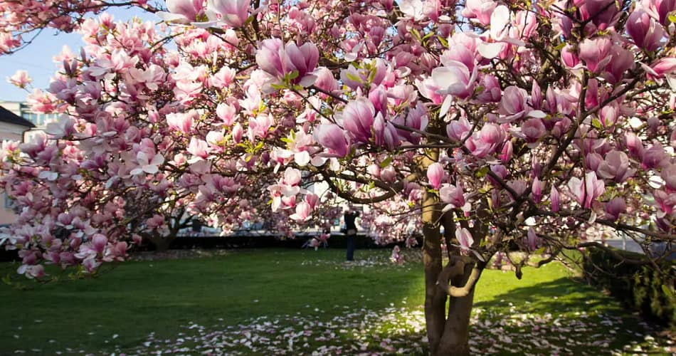 Magnolia Trees