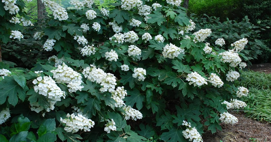Oakleaf Hydrangea