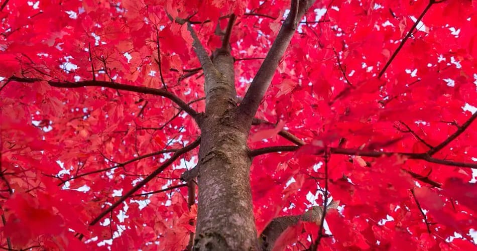 October Glory Maple Tree