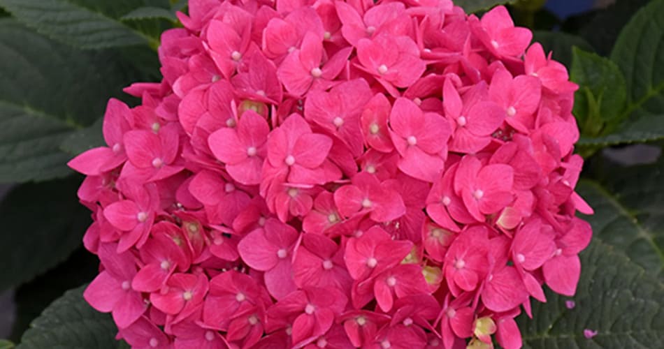 Pink Hydrangea