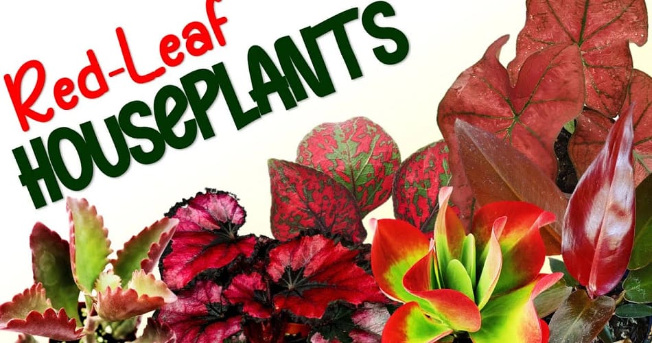 Red Leaf Plants