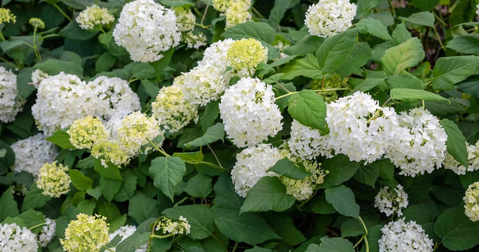 Smooth Hydrangea