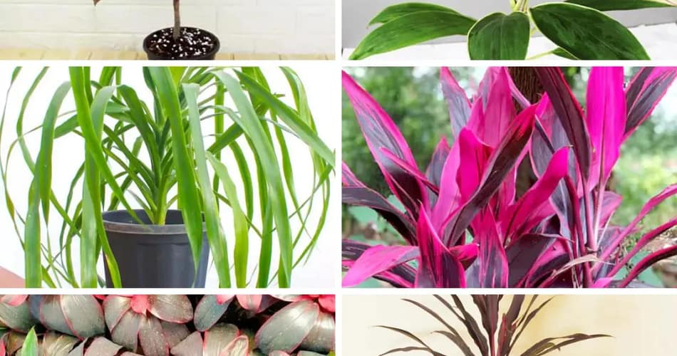 Dracaena