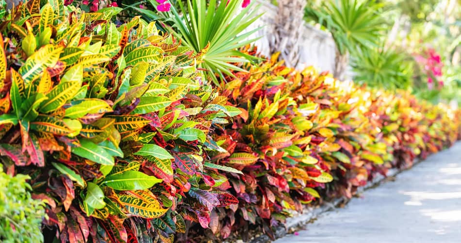 croton plant
