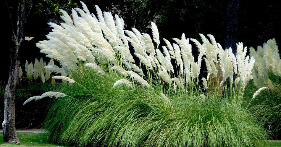 pampas grass