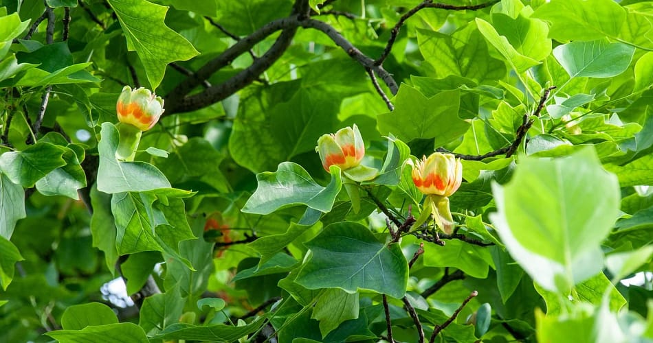 A vibrant garden showcasing a variety of tulips, including Tulipa Queen of Night and a Liriodendron tulipifera tree.
