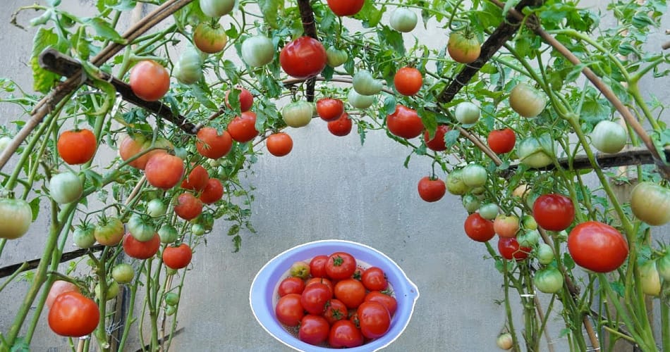 what not to plant with tomatoes