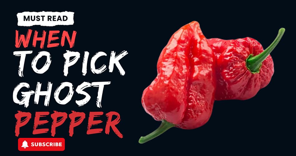 when to pick ghost pepper