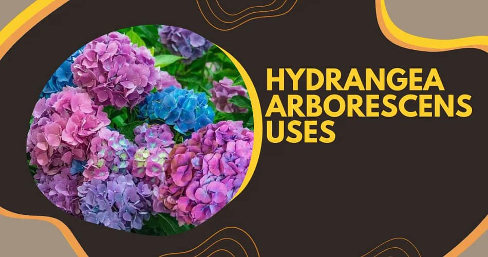 Hydrangea Arborescens Uses