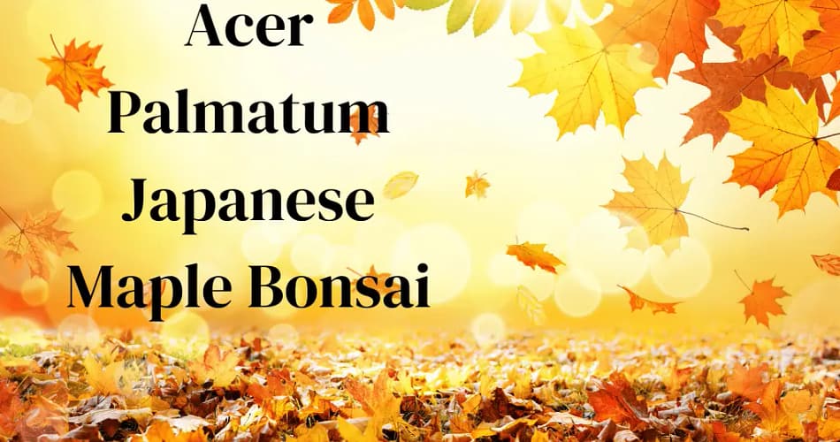 acer palmatum japanese maple bonsai